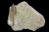 Fossil Plesiosaur (Zarafasaura) Tooth In Rock - Morocco #95105-1